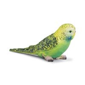 Obrazek Papuga Zielona