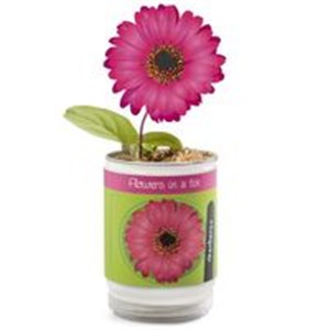 Obrazek Kwiatek w puszce Gerber