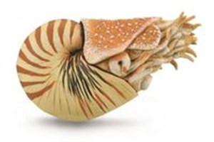 Picture of Nautilus Pompilius