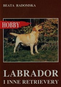 Picture of Labrador i inne retrievery