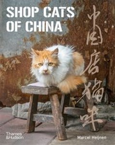 Picture of Shop Cats of China