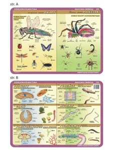 Obrazek Podkładka edu. 052 - Anatomia: owady, pajęczaki..