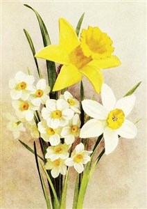 Obrazek Karnet ST506 B6 + koperta Żonkil