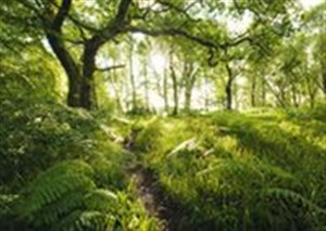 Obrazek Puzzle Schmidt 1000 Zaczarowana ścieżka