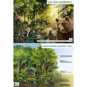 Picture of Plansza demonstracyjna - Las