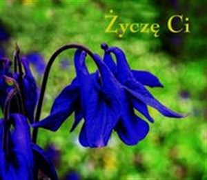 Picture of Ziarenka 5 Życzę Ci