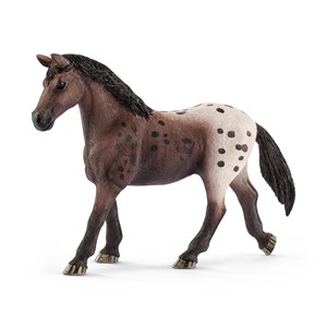 Obrazek Klacz rasy appaloosa