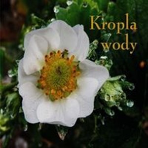 Picture of Ziarenka 11 Kropla wody