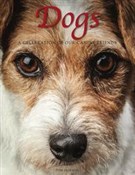 Dogs - Tom Jackson -  foreign books in polish 