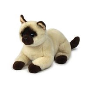 Picture of Kotek syjamski 20cm