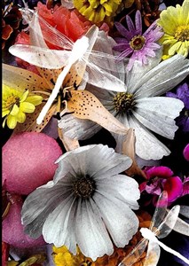 Obrazek Notes Narciussus Gee My Garden B5