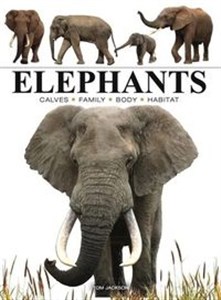 Picture of Elephants