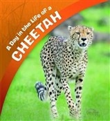 Day in the... - Lisa J. Amstutz -  foreign books in polish 