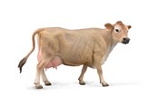 Jersey Cow... -  books in polish 