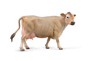 Picture of Jersey Cow Krowa