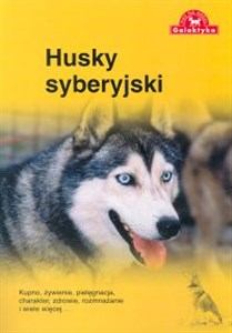 Picture of Husky syberyjski