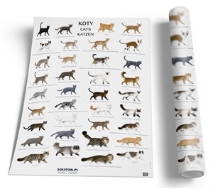 Obrazek Plansza edukacyjna - Koty SOLITON