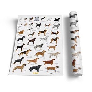 Picture of Plansza edukacyjna - Psy SOLITON