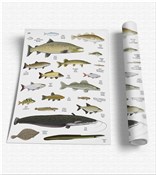 Zobacz : Plansza ed...