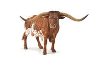 Picture of Texas Longhom Bull