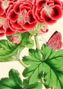 Obrazek Karnet B6 z kopertą Pelargonia