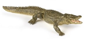 Picture of Aligator