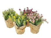 Polska książka : Roślina w ...