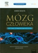 Mózg człow... - John Nolte -  Polish Bookstore 