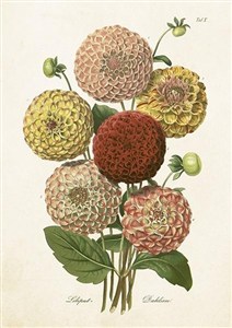 Picture of Karnet ST418 B6 + koperta Dalia