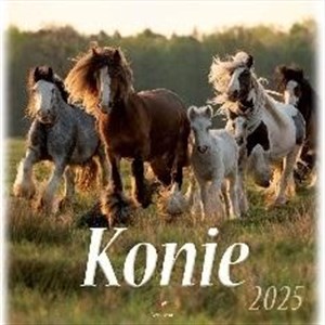 Picture of Kalendarz 2025 wieloplanszowy Konie