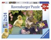 Królik i K... - Ksiegarnia w UK