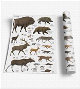 Książka : Plansza ed...