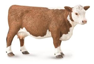 Obrazek Krowa rasy Hereford