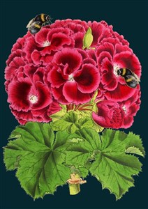 Picture of Karnet B6 z kopertą Pelargonia