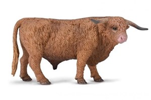 Picture of Byk szkockiej rasy wyżynnej