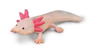 Picture of Axolotl