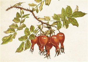 Obrazek Karnet ST430 B6 + koperta Dzika róża