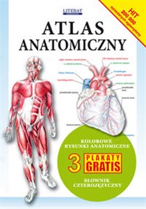 Obrazek Atlas anatomiczny Kolorowe rysunki anatomiczne. 3 plakaty gratis. Słownik czterojęzyczny