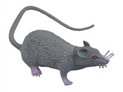 Zobacz : Szczur pla...