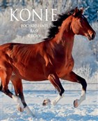 Konie Poch... - Patrycja Zarawska, Ewa Walkowicz -  foreign books in polish 