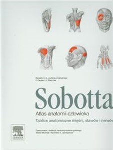Obrazek Atlas anatomii człowieka Sobotta Tablice anatomiczne mięśni, stawów i nerwów