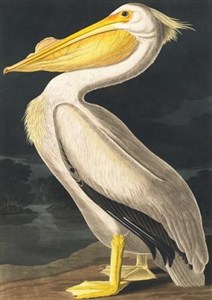 Obrazek Karnet B6 z kopertą Biały pelikan