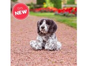 Szczeniak ... -  Książka z wysyłką do UK