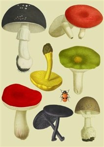 Obrazek Karnet B6 z kopertą Grzyby