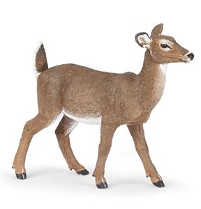 Picture of Łania mulaka białoogonowego