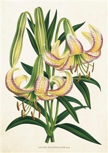 Picture of Karnet ST359 B6 + koperta Lilia