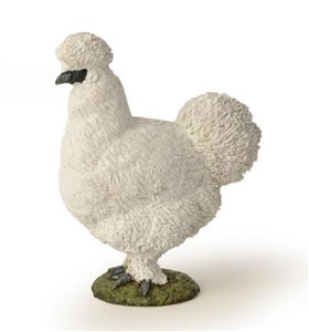 Obrazek Kura jedwabista