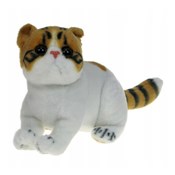 Zobacz : Kot exotic...