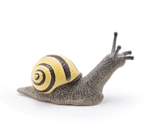 Obrazek Ślimak Wstężyk gajowy