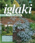 Iglaki w o... - Philippe Asseray -  books from Poland